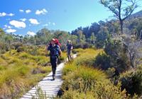 Overland_Track_Boardwalk-medium